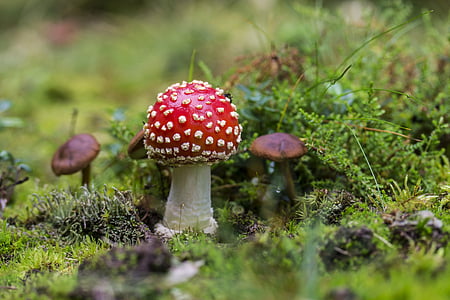 mushroom, fly-agaric, toxic mushroom, red, nature, fungus, toadstool
