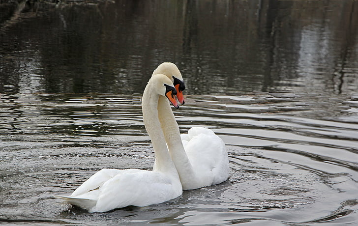 spring, swans, nature, swan, water bird, mute swan, animals in the wild