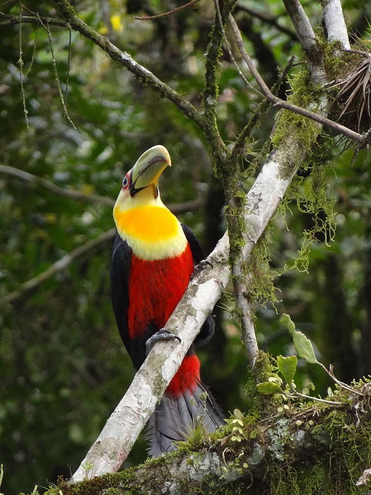 Tucano, natur, fuglen, vill natur, fauna, Brasil