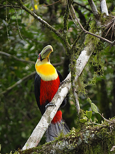 tucano, ธรรมชาติ, นก, ป่าธรรมชาติ, สัตว์, บราซิล