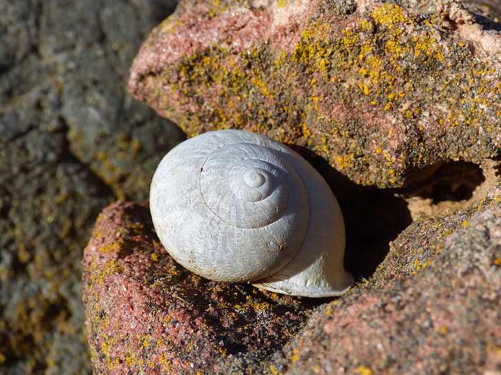 snail, shell, spiral, rock, lichen
