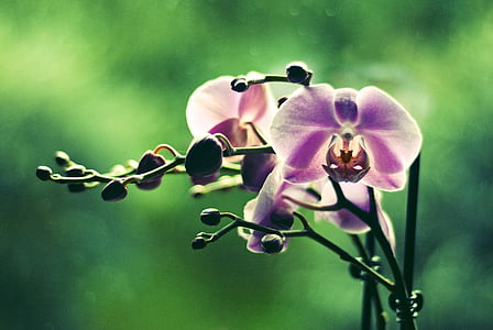 orchid, flower, colored, green, plant, flowers, beauty