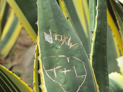 cactus, thorns, nature, agave, engraved, plant, leaf