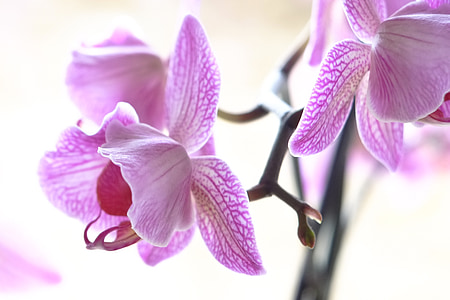 orquídea, lilás, roxo, flor, macro, natureza, floral