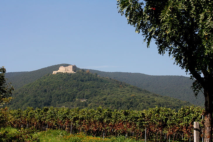 Hambach slott, Pfalz, vin, Vintage, nytt vin, hösten, landskap