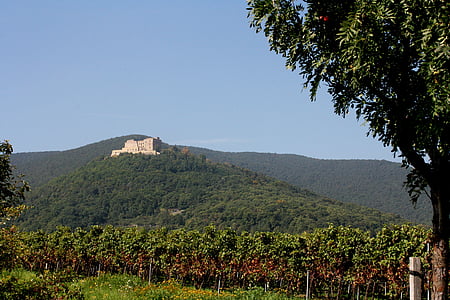 Hambach kasteel, Palts, wijn, Vintage, nieuwe wijn, herfst, landschap
