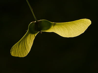 Maple trái cây, Maple, cây, màu xanh lá cây, Na Uy phong, Acer platanoides, kim lá phong
