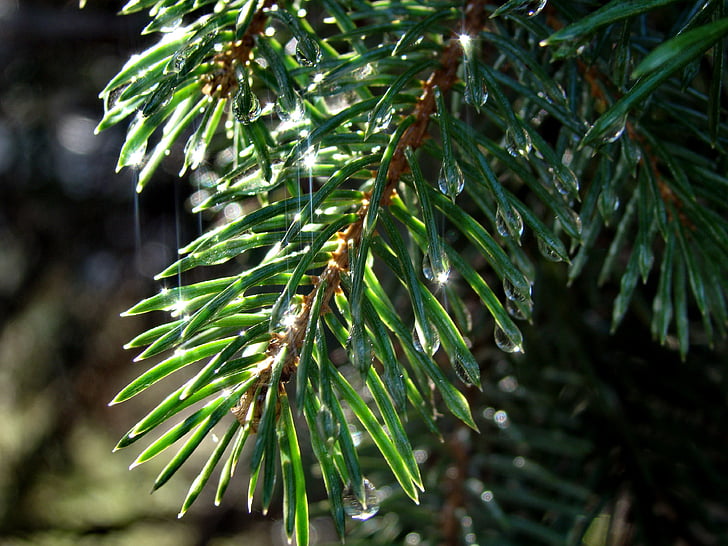 Spruce, jarum, cabang, tetes, pohon, alam, hujan