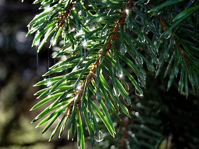 spruce, needle, branch, drops, tree, nature, rain