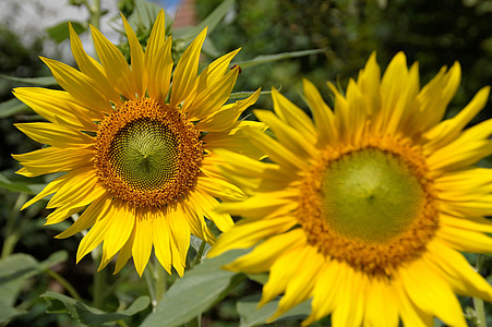 sunflower, flower, yellow, flowering, petals, sun, bright