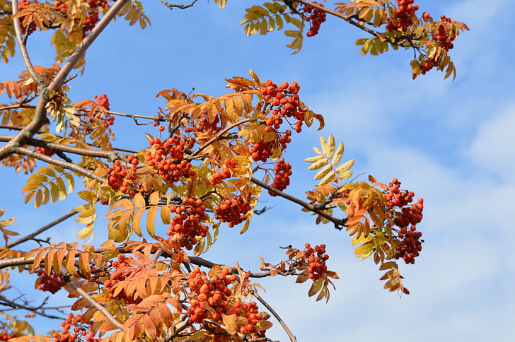 Rowan, bacche di sorbo, autunno, cluster, luminoso, frutta, bacca