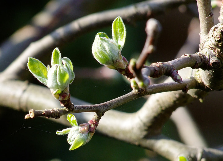 ramo, albero, primavera, natura, Close-up, tempo di primavera, pianta