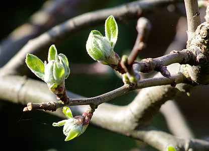 větev, strom, jaro, Příroda, detail, Jarní čas, závod