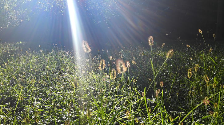 psie chvost trávy, Sunshine, Sway, jeseň