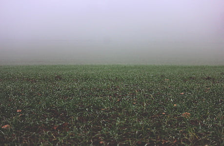 pole, mgła, trawa, użytki zielone, mgła, Natura, Rolnictwo
