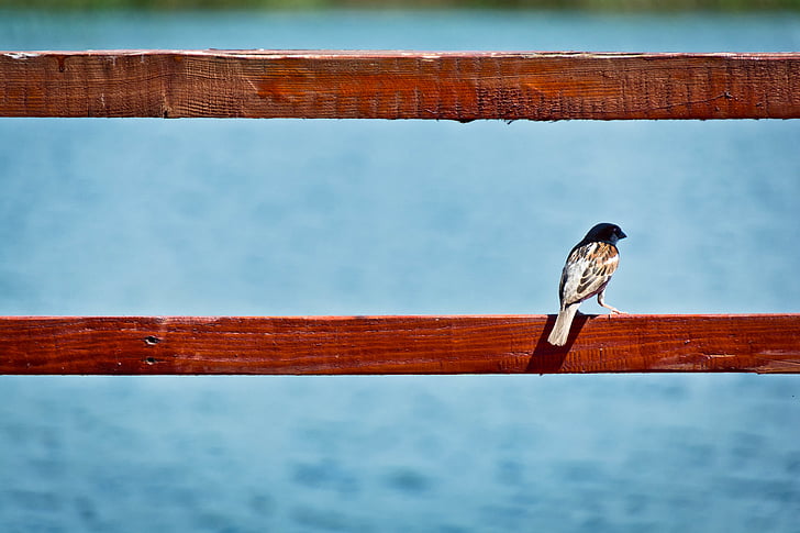 animal, bird, outdoors, perched, railing, sparrow, wood