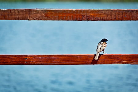 animal, oiseau, à l’extérieur, perché, balustrade, Sparrow, bois