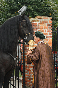 the horse, horse head, man, cmoknięcie, friendship, friends