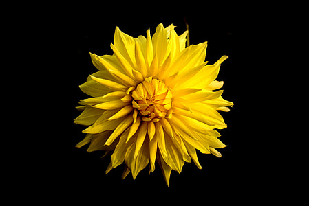 Dahlia, blomst, gul, sort baggrund, natur, haven, enkelt
