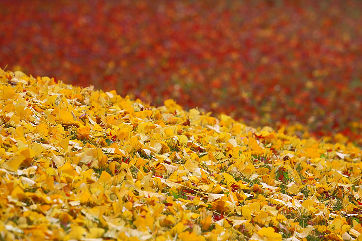 Widoki, jesień, Jesienne liście, czerwony, Huang, Ginkgo biloba, opadłych liści