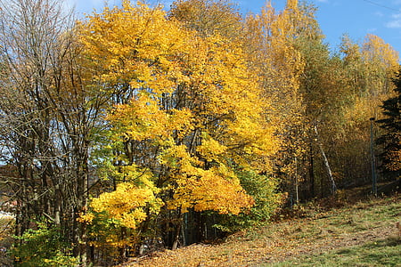 ősz, levelek, őszi lombozat, arany ősz, őszi levelek, színes, sárga