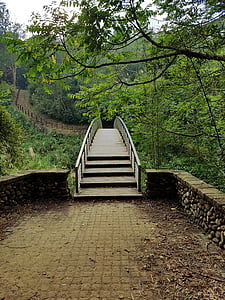 pont, Forest, chemin d’accès, nature, paysage, en plein air, vert