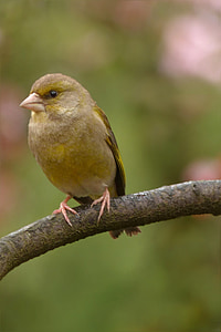 ptica, greenfinch, Mladi, proljeće, vrt