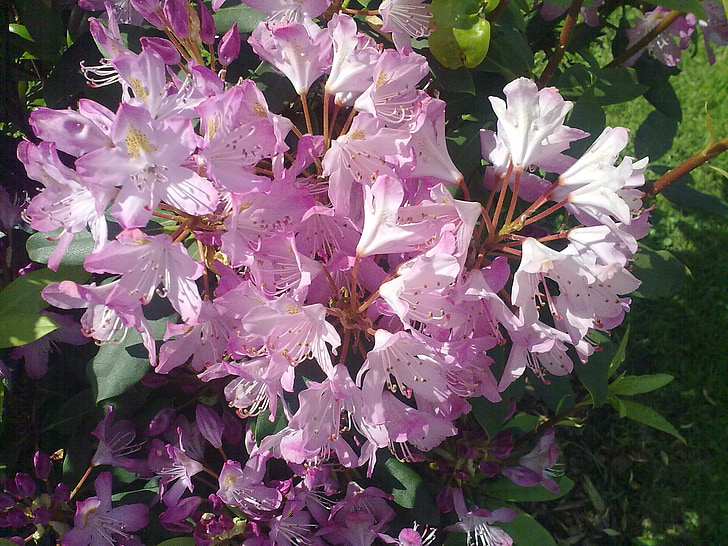 Rhododendron, roosa, Vernal