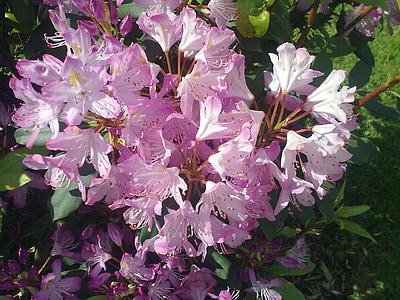Rhododendron, roza, Pomladno
