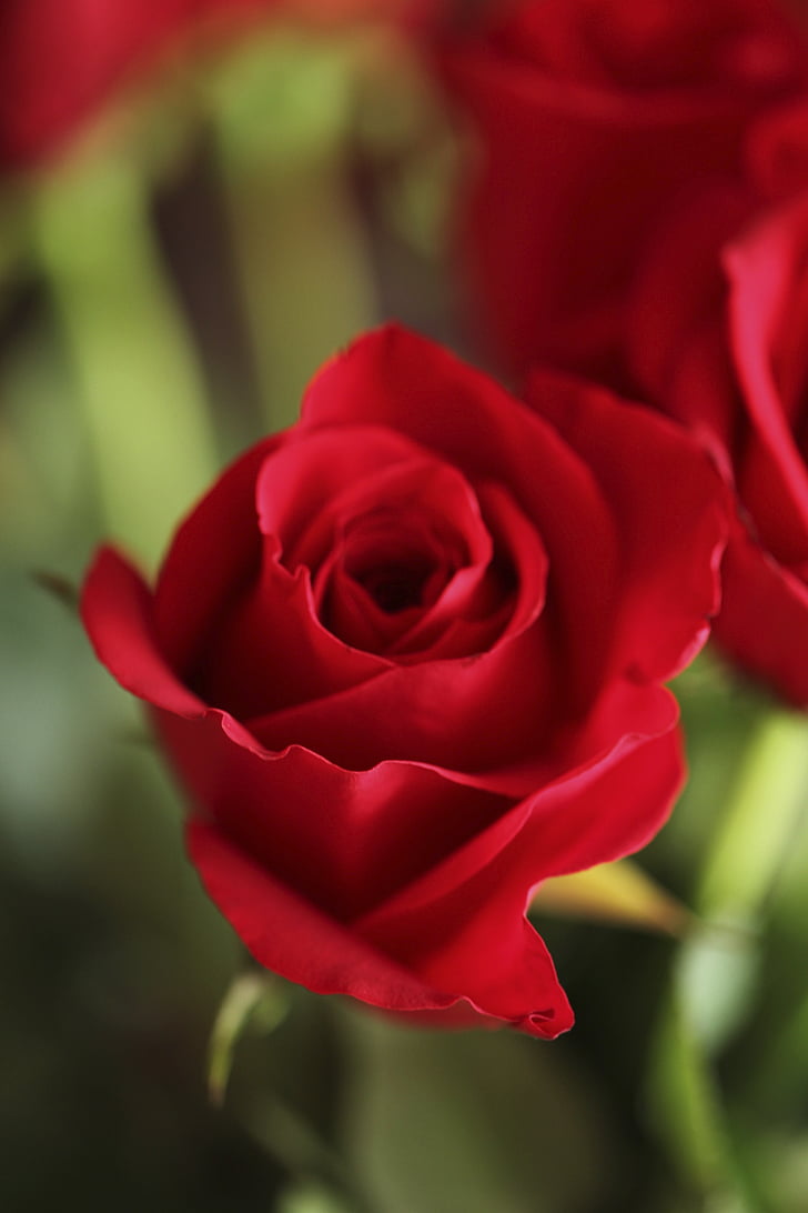 Rosa, vermell, flor, roses vermelles, flors, natural, l'estiu
