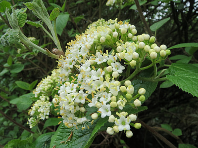 viburnum lantana, wayfarer, wayfaring tree, shrub, tree, inflorescence, macro
