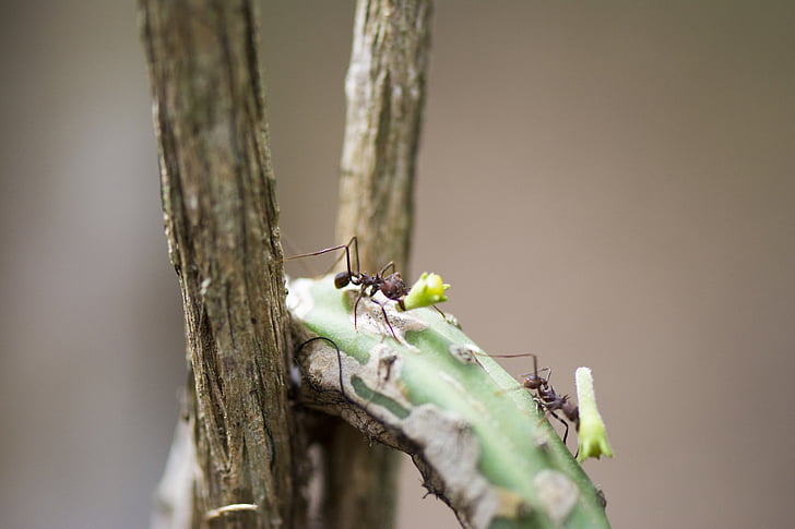 carrer de formigues, macro, formiga, insecte, natura, fusta, fotografia de macro