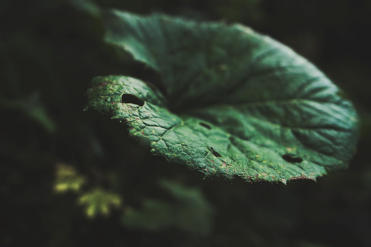 leaf, plant, macro, closeup, nature, green, spring