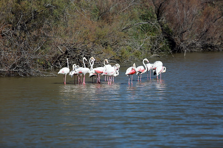 camargue, birds, pink flamingo, wader, ornithology, water, nature