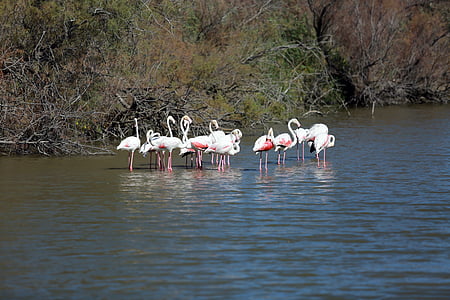 Camargue, madarak, rózsaszín flamingó, WADER, ornitológia, víz, természet