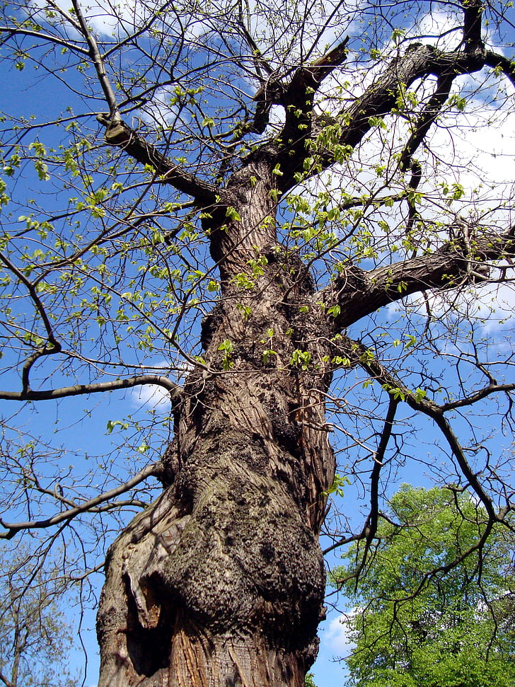 oak tree, tree, summer, branch