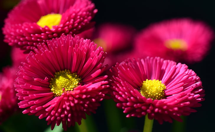 Daisy, punane, lill, õis, Bloom, taim, kevadel