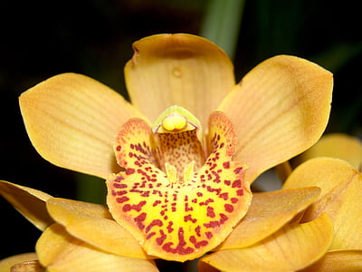 orchidej, květ, světlé, fialová, Flora, růst, dekorace