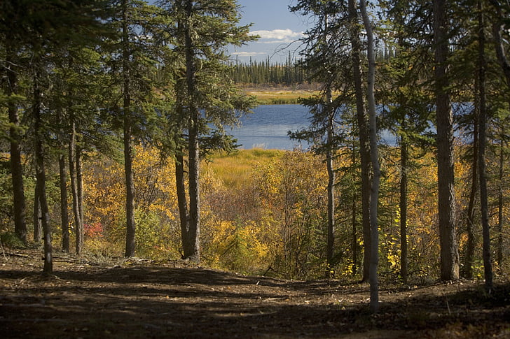 doğal, manzara, Alaska, ABD, Yukon flats, Orman, ağaçlar