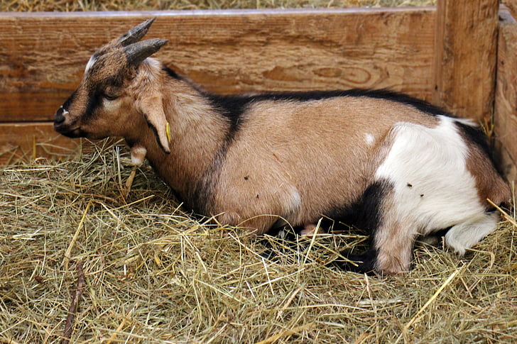 goat, domestic goat, stall, hay, livestock, pet, cute