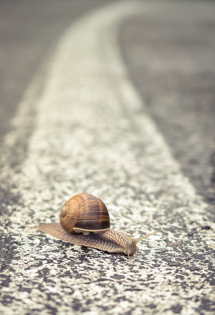 road, macro, street, travel, distance, directions, snail