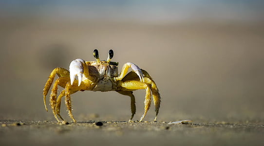 crabe, plage, sable, macro, Closeup, rampant, yeux