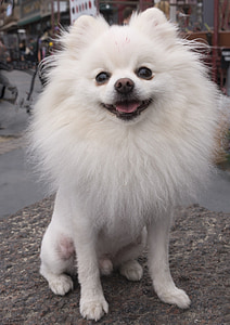 Pomerania, perro, Spitz, mascota, lindo, cachorro, cabello