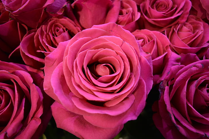roses, flower, pink flower, flower color pink, pink flowers, flowers, rose - Flower