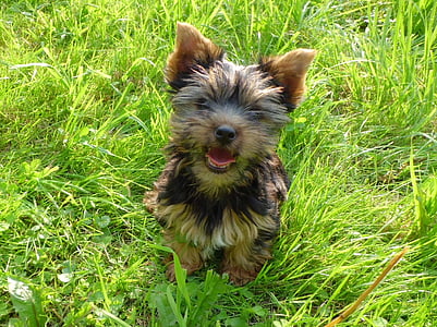 hond, puppy, kleiner, jonge, vertrouwen, Yorkshire Terriër, alleen