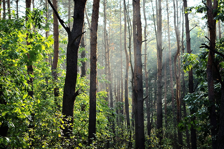 aforestation, šuma, svjetlo, magla, priroda, zraka sunca, sunce-svjetlo