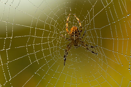 spider, cobweb, close, arachnid, animal, network, nature
