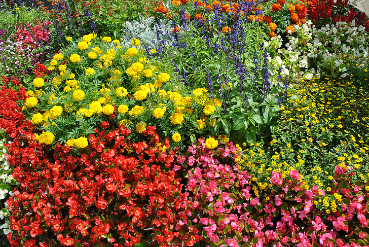 fiori, pianta, natura, colori, giardino