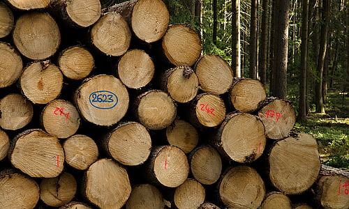 dřevo, extrakce, Les, kulatina, stromy, kroužky, poražení