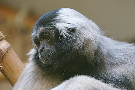 opice, Gibbon, nuda